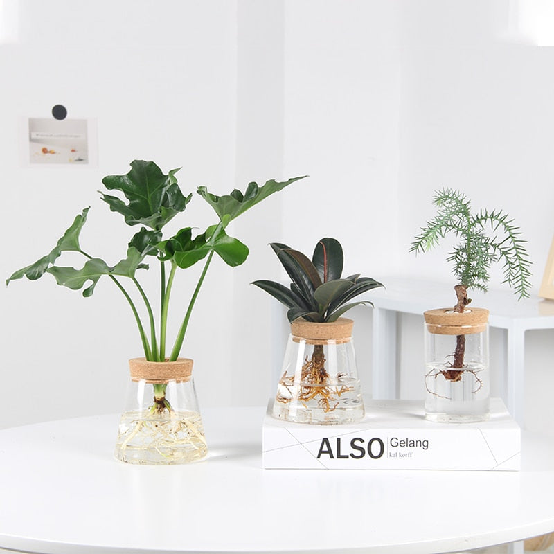Hydroponic Vases - Flora Feel